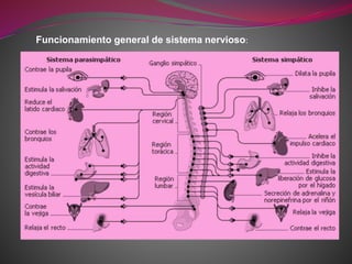 Funcionamiento general de sistema nervioso:
 