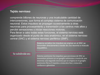 Tejido nervioso
comprende billones de neuronas y una incalculable cantidad de
interconexiones, que forma el complejo sistema de comunicación
neuronal. Estos impulsos se propagan sucesivamente a otras
neuronas para procesamiento y transmisión a los centros más altos y
percibir sensaciones o iniciar reacciones motoras.
Para llevar a cabo todas estas funciones, el sistema nervioso está
organizado desde el punto de vista anatómico, en el sistema nervioso
central (SNC) y el sistema nervioso periférico (SNP).
Sistema somático los impulsos se originan en el SNC se
transmiten directamente a través de una neurona a músculo
esquelético.
Sistema autónomo los impulsos que provienen de SNC se
transmiten primero en un ganglio autónomo a través de una
neurona; una segunda neurona que se origina en el ganglio
autónomo lleva el impulso a músculos liso y músculos
cardiacos o glándulas
Se subdivide en:
 
