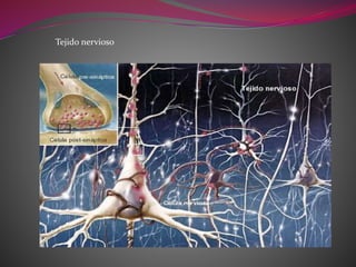 Tejido nervioso
 