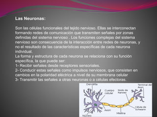 Las Neuronas:
Son las células funcionales del tejido nervioso. Ellas se interconectan
formando redes de comunicación que transmiten señales por zonas
definidas del sistema nervioso . Los funciones complejas del sistema
nervioso son consecuencia de la interacción entre redes de neuronas, y
no el resultado de las características específicas de cada neurona
individual.
La forma y estructura de cada neurona se relaciona con su función
específica, la que puede ser:
1- Recibir señales desde receptores sensoriales.
2- Conducir estas señales como impulsos nerviosos, que consisten en
cambios en la polaridad eléctrica a nivel de su membrana celular
3- Transmitir las señales a otras neuronas o a células efectoras.
 