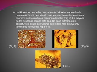  multipolares desde las que, además del axón, nacen desde
dos a más de mil dendritas lo que les permite recibir terminales
axónicos desde múltiples neuronas distintas (Fig 2). La mayoría
de las neuronas son de este tipo. Un caso extremo do lo
constituye la célula de Purkinje que recibe más de 200.000
terminales nerviosos( Fig 3 y 4)
(Fig 2). ( Fig 3)
( Fig 4).
 