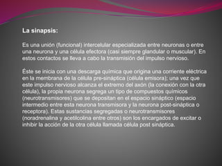 La sinapsis:
Es una unión (funcional) intercelular especializada entre neuronas o entre
una neurona y una célula efectora (casi siempre glandular o muscular). En
estos contactos se lleva a cabo la transmisión del impulso nervioso.
Éste se inicia con una descarga química que origina una corriente eléctrica
en la membrana de la célula pre-sináptica (célula emisora); una vez que
este impulso nervioso alcanza el extremo del axón (la conexión con la otra
célula), la propia neurona segrega un tipo de compuestos químicos
(neurotransmisores) que se depositan en el espacio sináptico (espacio
intermedio entre esta neurona transmisora y la neurona post-sináptica o
receptora). Estas sustancias segregadas o neurotransmisores
(noradrenalina y acetilcolina entre otros) son los encargados de excitar o
inhibir la acción de la otra célula llamada célula post sináptica.
 