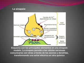 La sinapsis:
Esquema con los principales elementos en una sinapsis
modelo. La sinapsis permite a las células nerviosas
comunicarse con otras a través de los axones y dendritas,
transformando una señal eléctrica en otra química
 