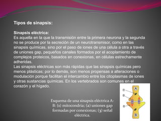 Tipos de sinapsis:
Sinapsis eléctrica:
Es aquella en la que la transmisión entre la primera neurona y la segunda
no se produce por la secreción de un neurotransmisor, como en las
sinapsis químicas, sino por el paso de iones de una célula a otra a través
de uniones gap, pequeños canales formados por el acoplamiento de
complejos proteicos, basados en conexionas, en células estrechamente
adheridas.
Las sinapsis eléctricas son más rápidas que las sinapsis químicas pero
menos plásticas; por lo demás, son menos propensas a alteraciones o
modulación porque facilitan el intercambio entre los citoplasmas de iones
y otras sustancias químicas. En los vertebrados son comunes en el
corazón y el hígado.
Esquema de una sinapsis eléctrica A-
B: (1) mitocondria; (2) uniones gap
formadas por conexionas; (3) señal
eléctrica.
 