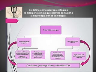 Se define como neuropsicología a
la disciplina clínica que permite conjugar a
la neurología con la psicología.
 