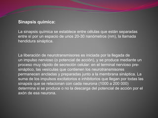 Sinapsis química:
La sinapsis química se establece entre células que están separadas
entre sí por un espacio de unos 20-30 nanómetros (nm), la llamada
hendidura sináptica.
La liberación de neurotransmisores es iniciada por la llegada de
un impulso nervioso (o potencial de acción), y se produce mediante un
proceso muy rápido de secreción celular: en el terminal nervioso pre-
sináptico, las vesículas que contienen los neurotransmisores
permanecen ancladas y preparadas junto a la membrana sináptica. La
suma de los impulsos excitatorios e inhibitorios que llegan por todas las
sinapsis que se relacionan con cada neurona (1000 a 200 000)
determina si se produce o no la descarga del potencial de acción por el
axón de esa neurona.
 