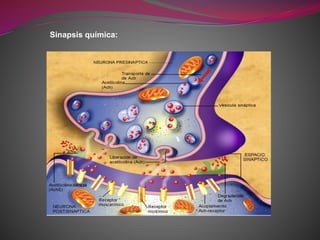 Sinapsis química:
 