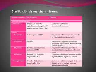 Clasificación de neurotransmisores:
Neurotransmisor Localización Función
Transmisores pequeños
Acetilcolina Sinapsis con músculos
y glándulas; muchas partes del
sistema nervioso central (SNC)
Excitatorio o inhibitorio
Envuelto en la memoria
Aminas
Serotonina Varias regiones del SNC Mayormente inhibitorio; sueño, envuelto
en estados de ánimo y emociones
Histamina Encéfalo Mayormente excitatorio; envuelto en
emociones, regulación de la temperatura y
balance de agua
Dopamina Encéfalo; sistema nervioso
autónomo (SNA)
Mayormente inhibitorio; envuelto en
emociones/ánimo; regulación del control
motor
Epinefrina Areas del SNC y división
simpática del SNA
Excitatorio o inhibitorio; hormona cuando
es producido por la glándula adrenal
Norepinefrina Areas del SNC y división
simpática del SNA
Excitatorio o inhibitorio; regula efectores
simpáticos; en el encéfalo envuelve
respuestas emocionales
 