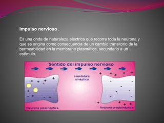 Impulso nervioso :
Es una onda de naturaleza eléctrica que recorre toda la neurona y
que se origina como consecuencia de un cambio transitorio de la
permeabilidad en la membrana plasmática, secundario a un
estímulo.
 