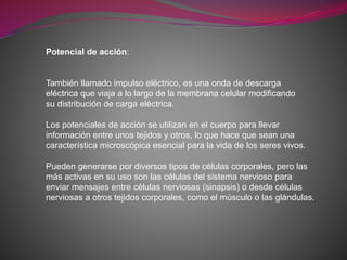 Potencial de acción:
También llamado impulso eléctrico, es una onda de descarga
eléctrica que viaja a lo largo de la membrana celular modificando
su distribución de carga eléctrica.
Los potenciales de acción se utilizan en el cuerpo para llevar
información entre unos tejidos y otros, lo que hace que sean una
característica microscópica esencial para la vida de los seres vivos.
Pueden generarse por diversos tipos de células corporales, pero las
más activas en su uso son las células del sistema nervioso para
enviar mensajes entre células nerviosas (sinapsis) o desde células
nerviosas a otros tejidos corporales, como el músculo o las glándulas.
 