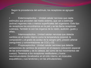 Según la procedencia del estímulo, los receptores se agrupan
en:
• Externoceptocitos : Unidad celular nerviosa que capta
estímulos que proceden del medio externo, que van a estimular
(activar) regiones más o menos superficiales del organismo. Este tipo
de receptores los encontramos en la piel y se les llama receptores
cutáneos. También lo son los órganos de la visión, audición, gusto y
olfato.
• Internoceptocitos : Unidad celular nerviosa que detecta
cambios en el medio interno como la temperatura corporal, la
composición y el grado de acidez de la sangre (pH), presión arterial
(sanguínea) y concentraciones de CO2 y O2.
• Propioceptocitos : Unidad celular nerviosa que detecta
sensaciones de cambios de posición en el espacio (ubicación espacial
de las extremidades y de la cabeza, así como de los movimientos del
cuerpo). Tenemos a los receptores vestibulares y husos
neuromusculares (localizados en el oído interno, en músculos
esqueléticos y sus tendones y en las articulaciones).
 