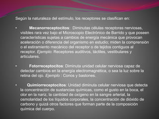 Según la naturaleza del estímulo, los receptores se clasifican en:
• Mecanorreceptocitos: Diminutas células receptoras nerviosas,
visibles rara vez bajo el Microscopio Electrónico de Barrido y que poseen
características sujetas a cambios de energía mecánica que provocan
aceleración o diferencia del organismo en estudio; miden la comprensión
o el estiramiento mecánico del receptor o de tejidos contiguos al
receptor. Ejemplo: Receptores auditivos, táctiles, vestibulares y
articulares.
• Fotorreceptocitos: Diminuta unidad celular nerviosa capaz de
detectar cambios en la energía electromagnética, o sea la luz sobre la
retina del ojo. Ejemplo : Conos y bastones.
• Quimiorreceptocitos: Unidad diminuta celular nerviosa que detecta
la concentración de sustancias químicas, como el gusto en la boca, el
olor en la nariz, la cantidad de oxígeno en la sangre arterial, la
osmolaridad de los líquidos corporales, la concentración de dióxido de
carbono y quizá otros factores que forman parte de la composición
química del cuerpo.
 