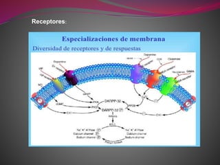 Receptores:
 