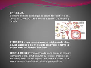 ONTOGENIA:
Se define como la ciencia que se ocupa del estudio del ser,
desde su concepción desarrollo intrauterino , crecimiento y
muerte .
INDUCCIÓN : neuroectodermo que originará a la placa
neural (aparece a los 16 días de desarrollo) y forma la
mayor parte del Sistema Nervioso.
NEURULACIÓN: Proceso donde la placa neural se pliega y
cierra para formar el tubo neural, que será el precursor del
encéfalo y de la médula espinal Terminara a finales de la
cuarta semana con el cierre del neuroporo posterior .
 