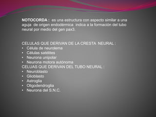 NOTOCORDA : es una estructura con aspecto similar a una
aguja de origen endodérmica indica a la formación del tubo
neural por medio del gen pax3.
CELULAS QUE DERIVAN DE LA CRESTA NEURAL :
• Célula de neurolema
• Células satélites
• Neurona unipolar
• Neurona motora autónoma
CELUAS QUE DERIVAN DEL TUBO NEURAL :
• Neuroblasto
• Glioblasto
• Astroglia
• Oligodendroglia
• Neurona del S.N.C.
 