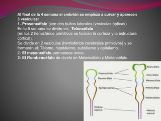 Al final de la 4 semana el embrión se empieza a curvar y aparecen
3 vesículas:
1- Prosencéfalo (con dos bultos laterales (vesículas ópticas)
En la 5 semana se divide en: Telencéfalo
(en los 2 hemisferios primitivos se forman la corteza y la estructura
cortical).
Se divide en 2 vesículas (hemisferios cerebrales primitivos) y se
formarán el: Tálamo, hipotálamo, subtálamo y epitálamo.
2- El mesencéfalo permanece único.
3- El Rombencéfalo de divide en Metencéfalo y Mielencéfalo
 