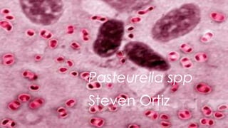 Pasteurella spp
Steven Ortiz
 