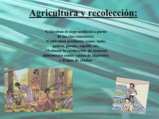 Agricultura y recolección:
•Utilizaban el riego artificial a partir
de los ríos conectores.
•Cultivaban productos como: maíz,
quínoa, poroto, zapallo, etc.
•Mediante la recolección de recursos
alimenticios como: vainas de algarrobo
y drupas de chañar.
 