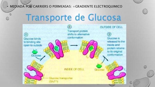 Transporte a traves de la membrana