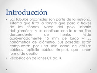 Introducción
• Los túbulos proximales son parte de la nefrona,
sistema que filtra la sangre que pasa a través
de los riñones. Nace del polo urinario
del glomérulo y se continua con la rama fina
descendente de henle. Mide
aproximadamente 15 mm de largo y 55
nanómetros de diámetro. Sus paredes están
compuestas por una sola capa de células
cúbicas (epitelio cúbico simple), que tienen
forma de cepillo
• Reabsrocion de iones Cl, aa, K
 