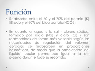 Función
• Reabsorbe entre el 60 y el 70% del potasio (K)
filtrado y el 80% del bicarbonato(HCO3)
• En cuanto al agua y la sal - cloruro sódico,
formado por sodio (Na) y cloro (Cl) - son
reabsorbidos de forma más variable según las
necesidades de regulación del volumen
corporal; se reabsorben en proporciones
isosmóticas, de modo que la osmolaridad del
líquido tubular permanece igual a la del
plasma durante todo su recorrido.
 