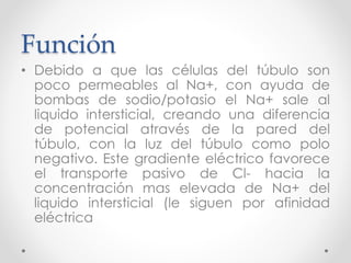 Función
• Debido a que las células del túbulo son
poco permeables al Na+, con ayuda de
bombas de sodio/potasio el Na+ sale al
liquido intersticial, creando una diferencia
de potencial através de la pared del
túbulo, con la luz del túbulo como polo
negativo. Este gradiente eléctrico favorece
el transporte pasivo de Cl- hacia la
concentración mas elevada de Na+ del
liquido intersticial (le siguen por afinidad
eléctrica
 