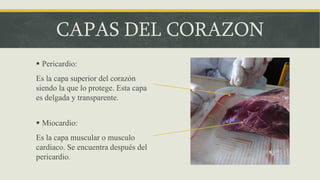 CAPAS DEL CORAZON
 Pericardio:
Es la capa superior del corazón
siendo la que lo protege. Esta capa
es delgada y transparente.
 Miocardio:
Es la capa muscular o musculo
cardiaco. Se encuentra después del
pericardio.
 