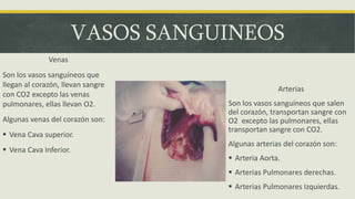 VASOS SANGUINEOS
Venas
Son los vasos sanguíneos que
llegan al corazón, llevan sangre
con CO2 excepto las venas
pulmonares, ellas llevan O2.
Algunas venas del corazón son:
 Vena Cava superior.
 Vena Cava Inferior.
Arterias
Son los vasos sanguíneos que salen
del corazón, transportan sangre con
O2 excepto las pulmonares, ellas
transportan sangre con CO2.
Algunas arterias del corazón son:
 Arteria Aorta.
 Arterias Pulmonares derechas.
 Arterias Pulmonares Izquierdas.
 