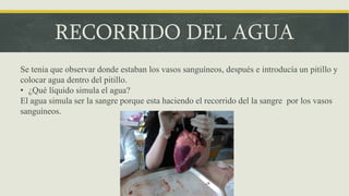 RECORRIDO DEL AGUA
Se tenia que observar donde estaban los vasos sanguíneos, después e introducía un pitillo y
colocar agua dentro del pitillo.
• ¿Qué líquido simula el agua?
El agua simula ser la sangre porque esta haciendo el recorrido del la sangre por los vasos
sanguíneos.
 