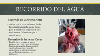 RECORRIDO DEL AGUA
Recorrido de la Arteria Aorta
 vuelve por la vena pulmonar hacia
la aurícula izquierda, desde donde
pasa al ventrículo izquierdo y sale
nuevamente del corazón por la
arteria aorta.
Recorrido de las venas Cavas
 Para llegar al corazón la sangre
pasa por las venas cavas y entra por
la aurícula derecha. Luego, pasa al
ventrículo derecho y sale del
corazón por la arteria pulmonar, y
de hay la sangre pasa por los
pulmones.
 