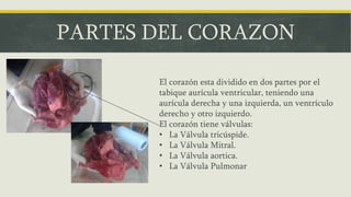 PARTES DEL CORAZON
El corazón esta dividido en dos partes por el
tabique aurícula ventricular, teniendo una
aurícula derecha y una izquierda, un ventrículo
derecho y otro izquierdo.
El corazón tiene válvulas:
• La Válvula tricúspide.
• La Válvula Mitral.
• La Válvula aortica.
• La Válvula Pulmonar
 