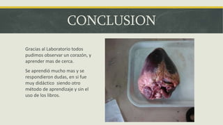 CONCLUSION
Gracias al Laboratorio todos
pudimos observar un corazón, y
aprender mas de cerca.
Se aprendió mucho mas y se
respondieron dudas, en si fue
muy didáctico siendo otro
método de aprendizaje y sin el
uso de los libros.
 
