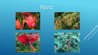 Flora
 