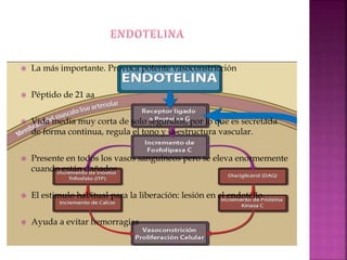  La más importante. Provoca potente vasoconstricción
 Péptido de 21 aa
 Vida media muy corta de solo segundos, por lo que es secretada
de forma continua, regula el tono y la estructura vascular.
 Presente en todos los vasos sanguíneos pero se eleva enormemente
cuando están dañados
 El estimulo habitual para la liberación: lesión en el endotelio.
 Ayuda a evitar hemorragias
 