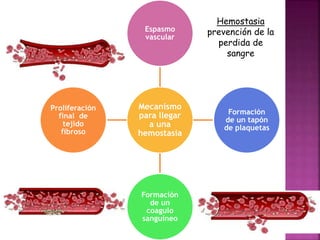 Mecanismo
para llegar
a una
hemostasia
Espasmo
vascular
Formación
de un tapón
de plaquetas
Formación
de un
coagulo
sanguíneo
Proliferación
final de
tejido
fibroso
Hemostasia
prevención de la
perdida de
sangre
 