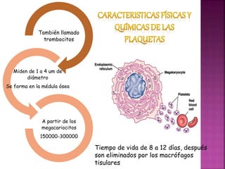 También llamado
trombocitos
Miden de 1 a 4 um de
diámetro
Se forma en la médula ósea
A partir de los
megacariocitos
150000-300000
Tiempo de vida de 8 a 12 días, después
son eliminados por los macrófagos
tisulares
 