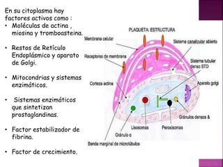 En su citoplasma hay
factores activos como :
• Moléculas de actina ,
miosina y tromboasteina.
• Restos de Retículo
Endoplásmico y aparato
de Golgi.
• Mitocondrias y sistemas
enzimáticos.
• Sistemas enzimáticos
que sintetizan
prostaglandinas.
• Factor estabilizador de
fibrina.
• Factor de crecimiento.
 