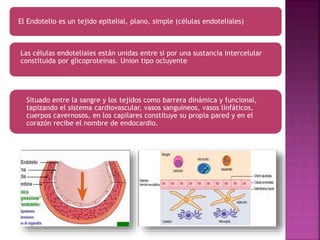 El Endotelio es un tejido epitelial, plano, simple (células endoteliales)
Las células endoteliales están unidas entre si por una sustancia intercelular
constituida por glicoproteínas. Union tipo ocluyente
Situado entre la sangre y los tejidos como barrera dinámica y funcional,
tapizando el sistema cardiovascular, vasos sanguíneos, vasos linfáticos,
cuerpos cavernosos, en los capilares constituye su propia pared y en el
corazón recibe el nombre de endocardio.
 