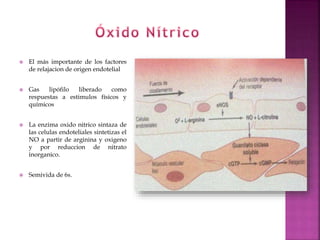  El más importante de los factores
de relajacion de origen endotelial
 Gas lipófilo liberado como
respuestas a estimulos físicos y
químicos
 La enzima oxido nitrico sintaza de
las celulas endoteliales sintetizas el
NO a partir de arginina y oxigeno
y por reduccion de nitrato
inorganico.
 Semivida de 6s.
 