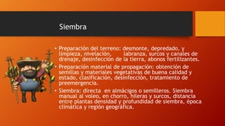 • Preparación del terreno: desmonte, depredado, y
limpieza, nivelación, labranza, surcos y canales de
drenaje, desinfección de la tierra, abonos fertilizantes.
• Preparación material de propagación: obtención de
semillas y materiales vegetativas de buena calidad y
estado, clasificación, desinfección, tratamiento de
preemergencia.
• Siembra: directa en almácigos o semilleros. Siembra
manual al voleo, en chorro, hileras y surcos, distancia
entre plantas densidad y profundidad de siembra, época
climática y región geográfica.
Siembra
 