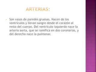 • Son vasos de paredes gruesas. Nacen de los
ventrículos y llevan sangre desde el corazón al
resto del cuerpo. Del ventrículo izquierdo nace la
arteria aorta, que se ramifica en dos coronarias, y
del derecho nace la pulmonar.
 