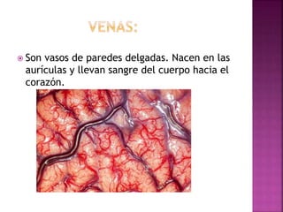  Son vasos de paredes delgadas. Nacen en las
aurículas y llevan sangre del cuerpo hacia el
corazón.
 