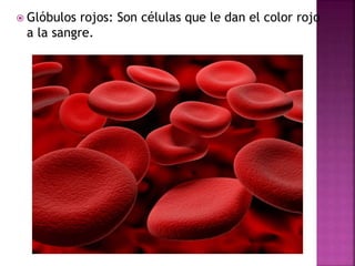  Glóbulos rojos: Son células que le dan el color rojo
a la sangre.
 