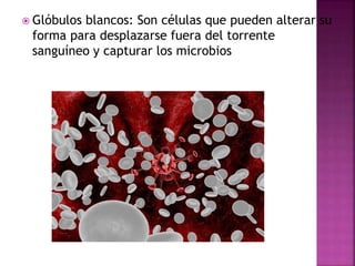  Glóbulos blancos: Son células que pueden alterar su
forma para desplazarse fuera del torrente
sanguíneo y capturar los microbios
 