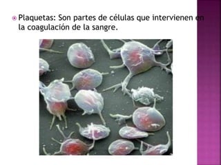  Plaquetas: Son partes de células que intervienen en
la coagulación de la sangre.
 
