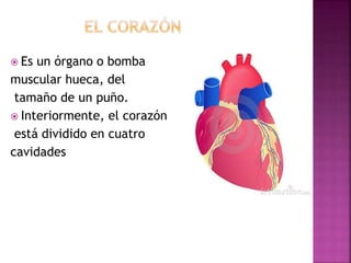  Es un órgano o bomba
muscular hueca, del
tamaño de un puño.
 Interiormente, el corazón
está dividido en cuatro
cavidades
 