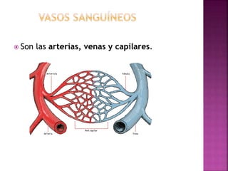  Son las arterias, venas y capilares.
 