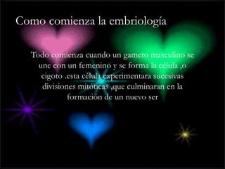 Como comienza la embriología
Todo comienza cuando un gameto masculino se
une con un femenino y se forma la célula ,o
cigoto .esta célula experimentara sucesivas
divisiones mitóticas ,que culminaran en la
formación de un nuevo ser
 