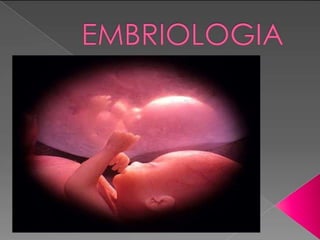 la embrilogia