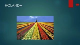 HOLANDA
 